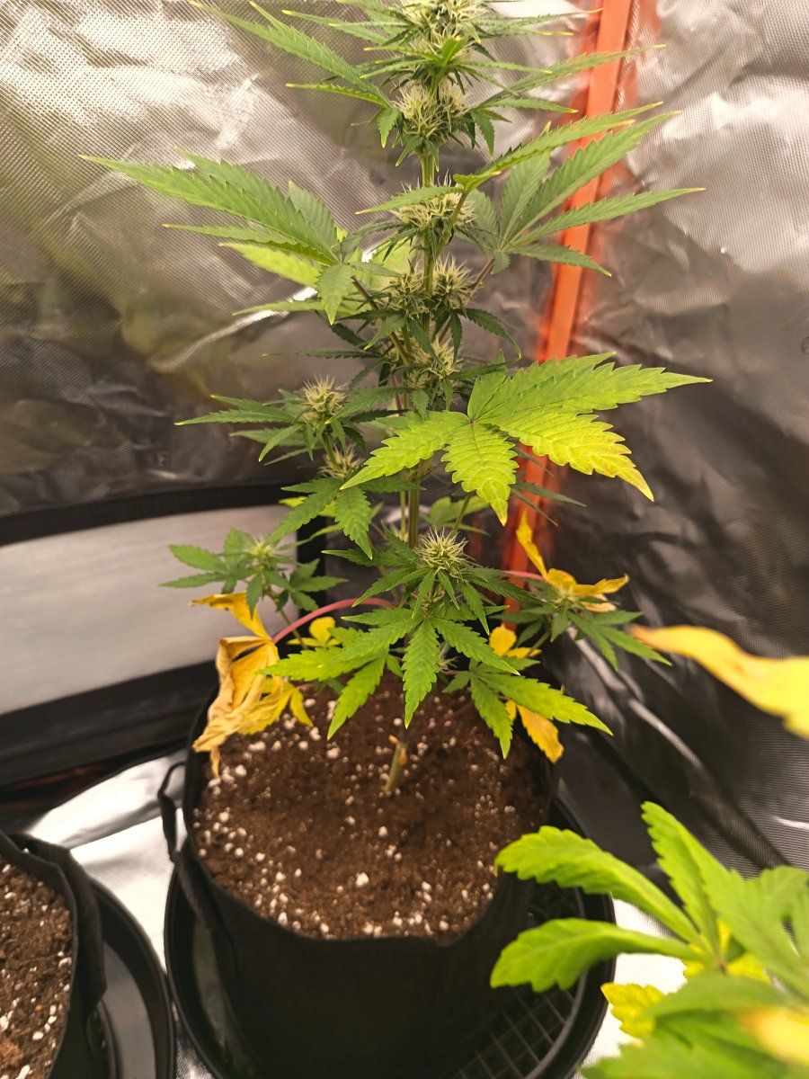 Yellowing leaves again please help 4