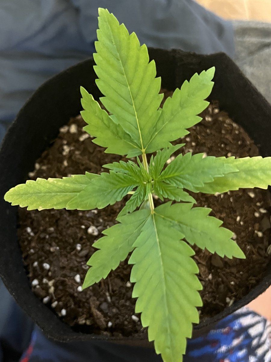 Yellowing leaves and brown spots 2