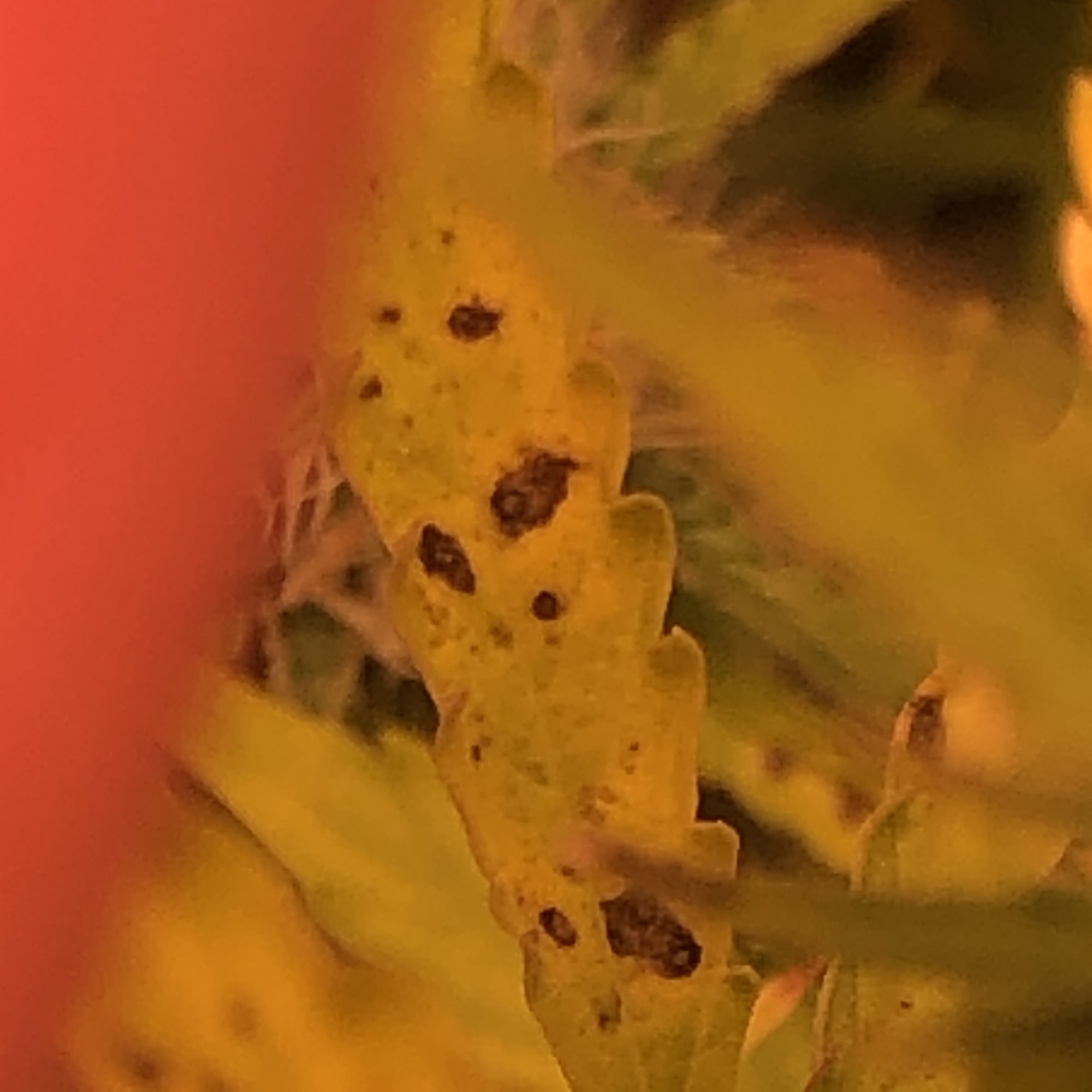 Yellowing leaves and brown spots help 2