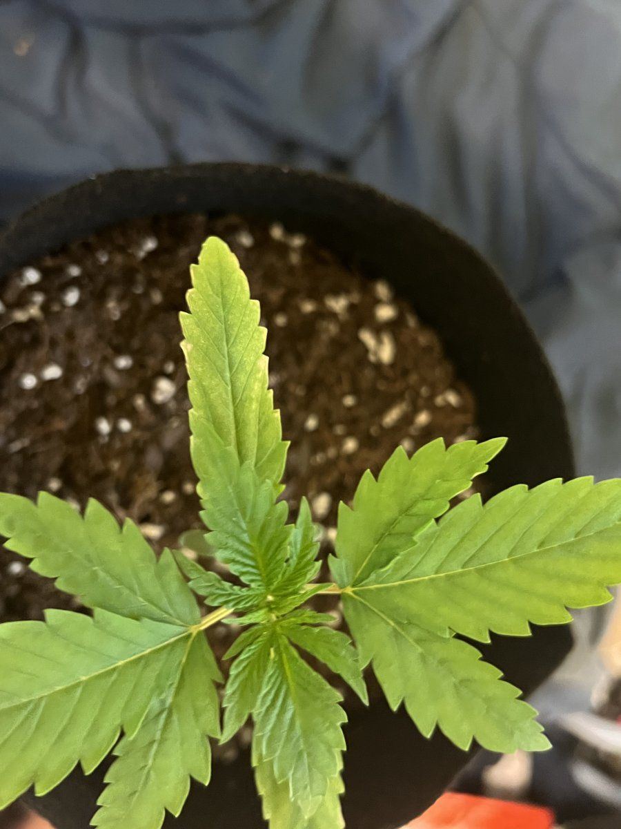 Yellowing leaves and brown spots