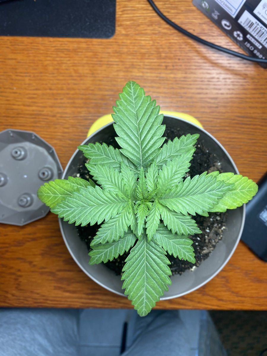 Yellowing leaves and pot problems 2