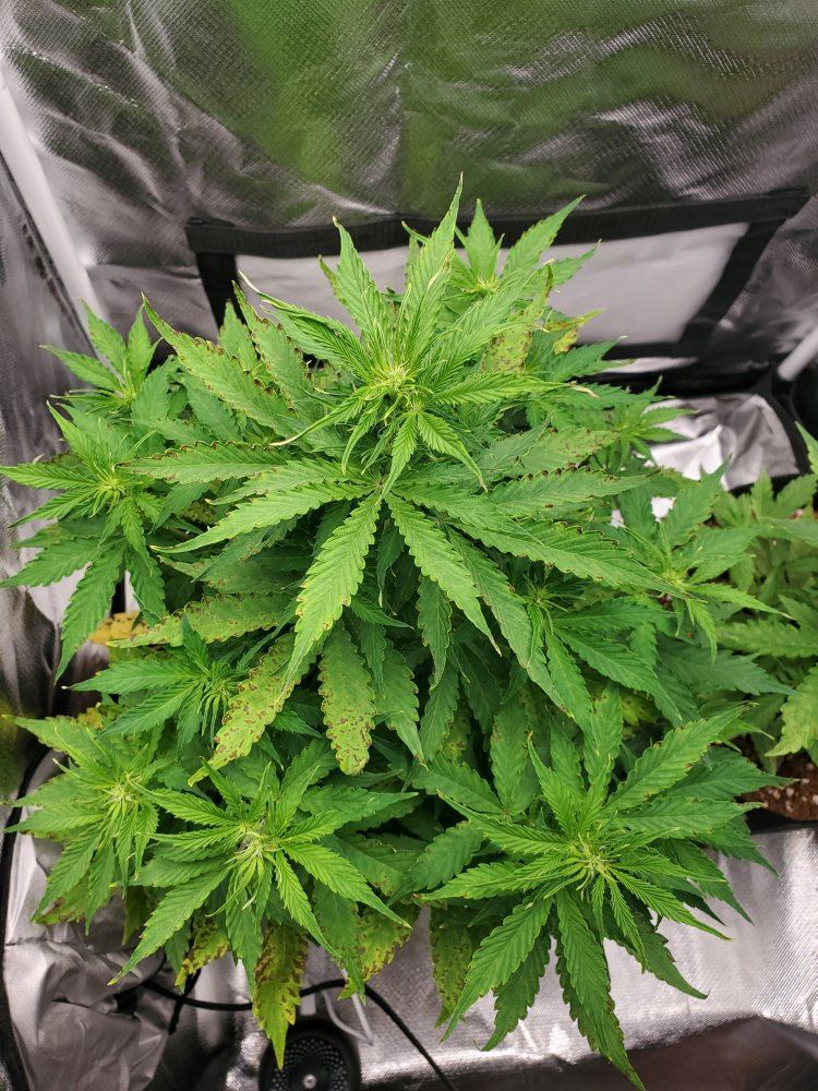 Yellowing leaves brown spots