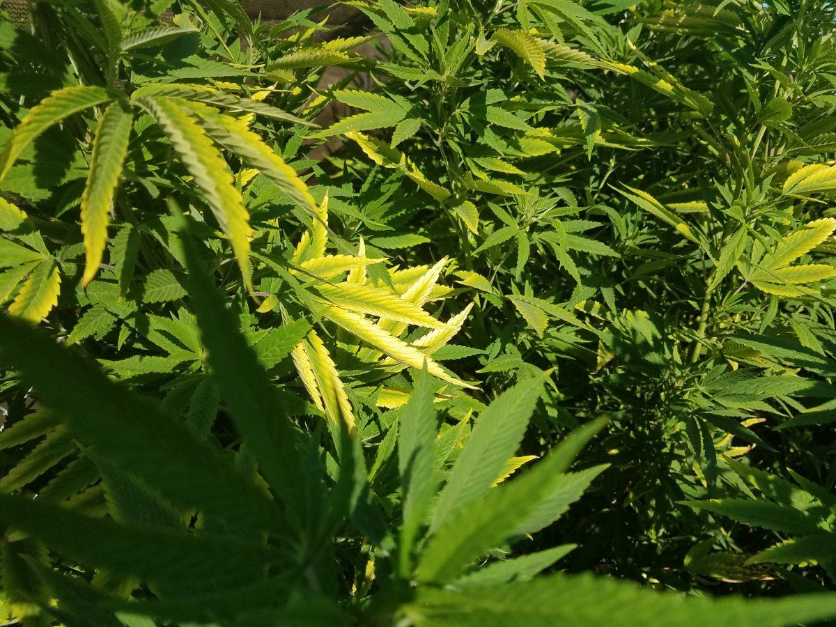 Yellowing leaves  from over watering