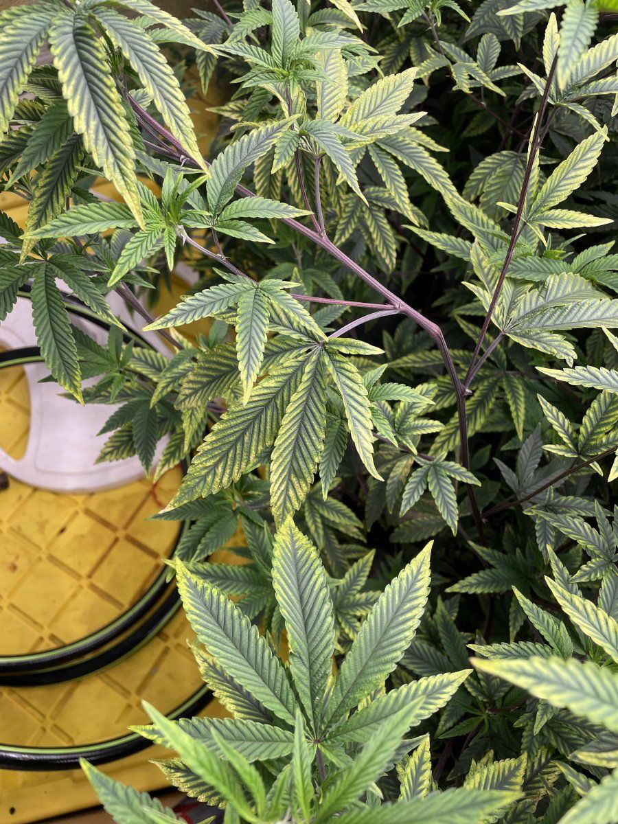 Yellowing leaves in veg using coco 2