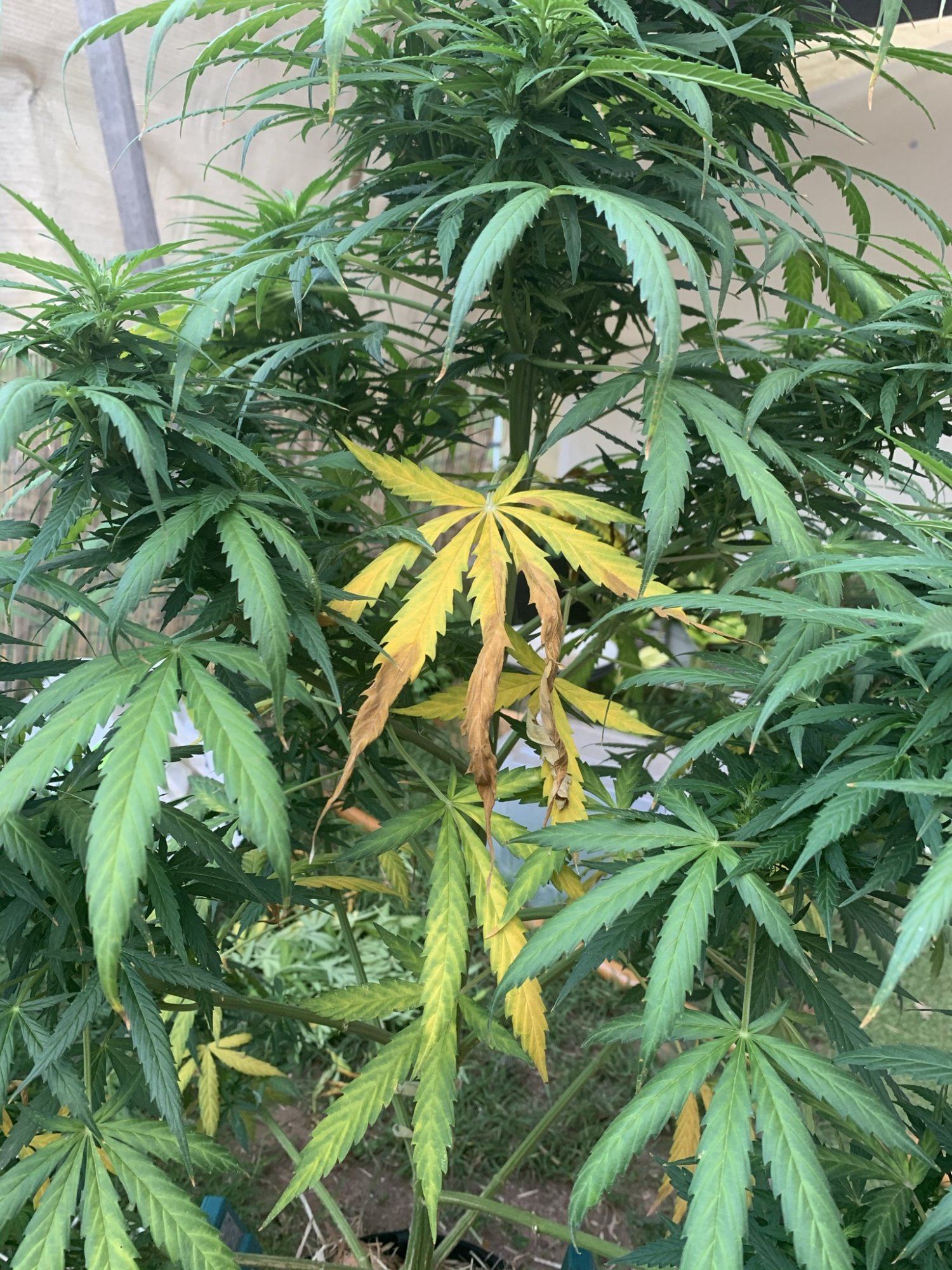 Yellowing leaves