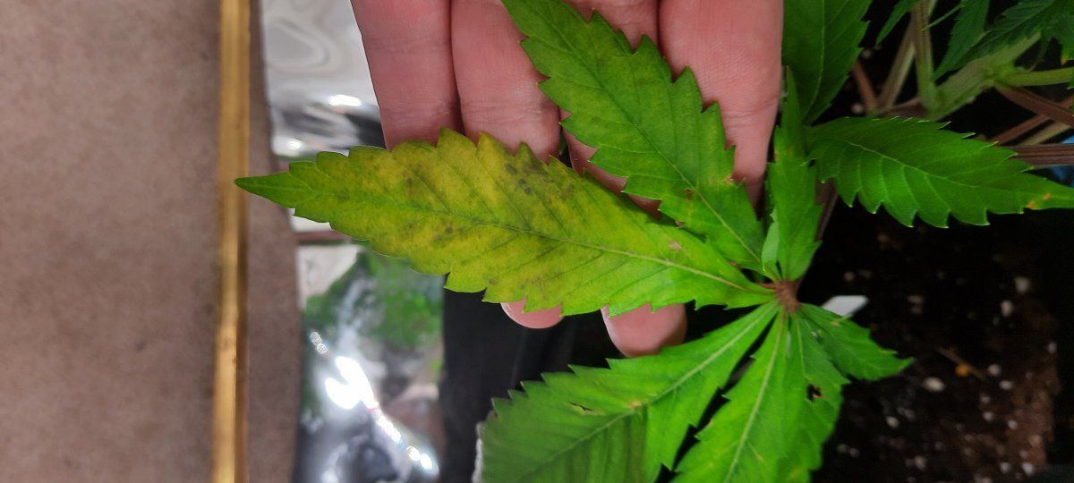 Yellowing leaves on 4 out of 5 plants 2