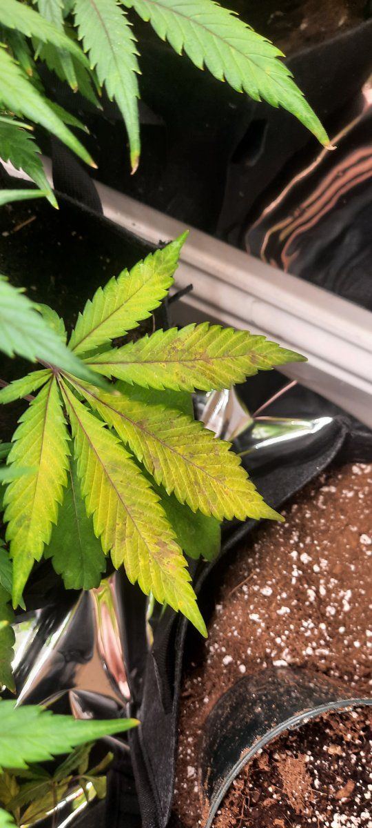 Yellowing leaves on 4 out of 5 plants 3