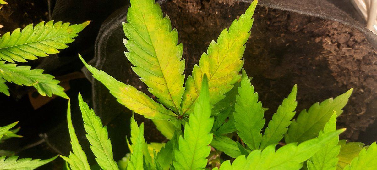 Yellowing leaves on 4 out of 5 plants