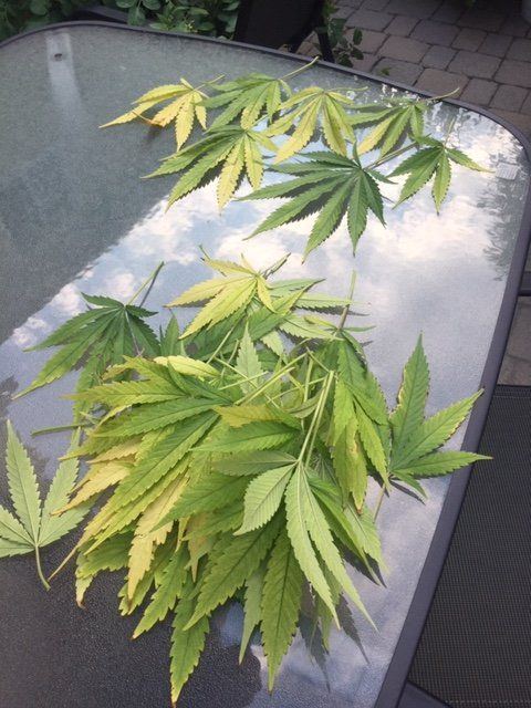 Yellowing leaves on durban poison 2