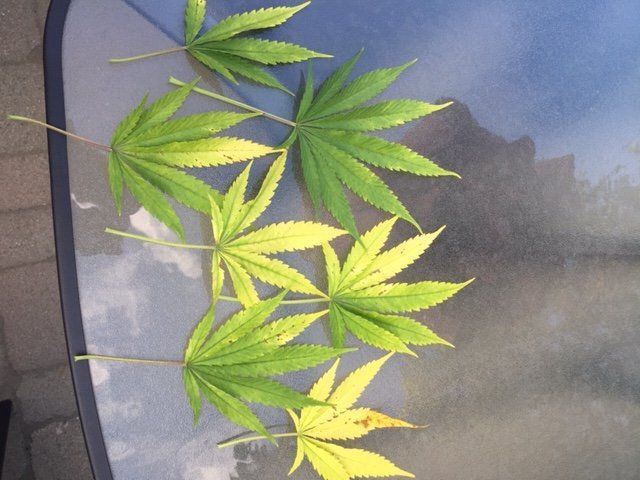 Yellowing leaves on durban poison