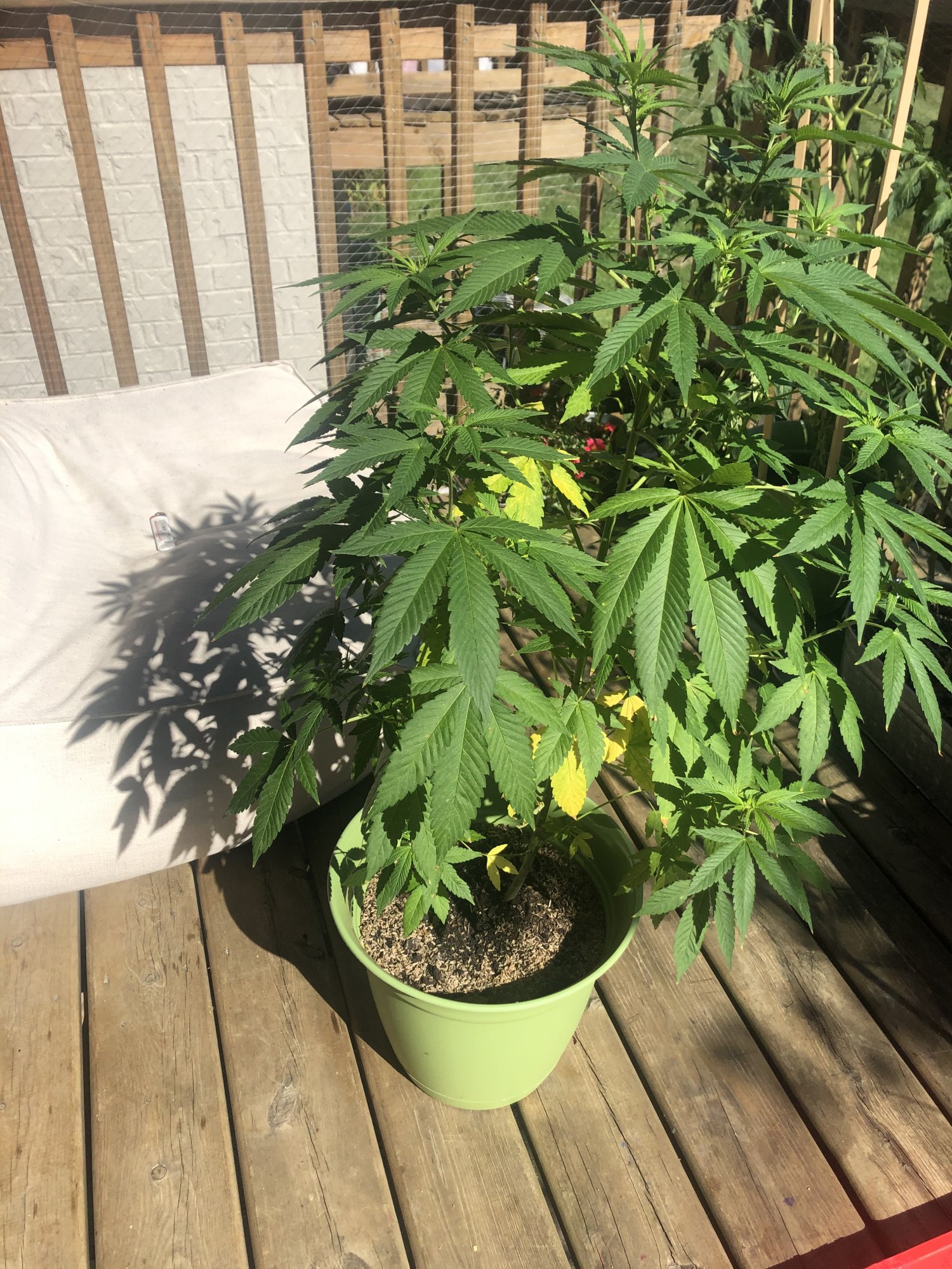 Yellowing leaves on my outdoor plant 2