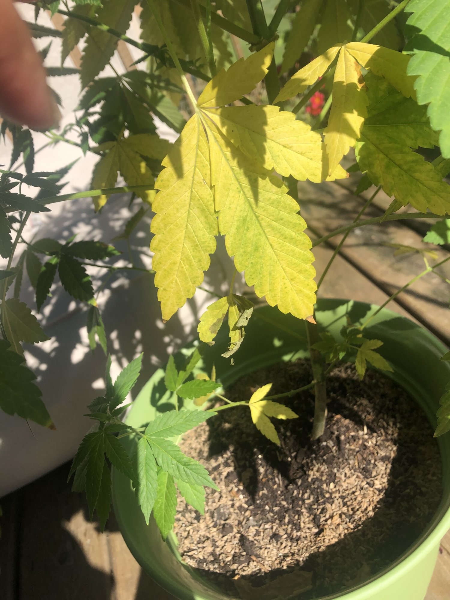 Yellowing leaves on my outdoor plant 3