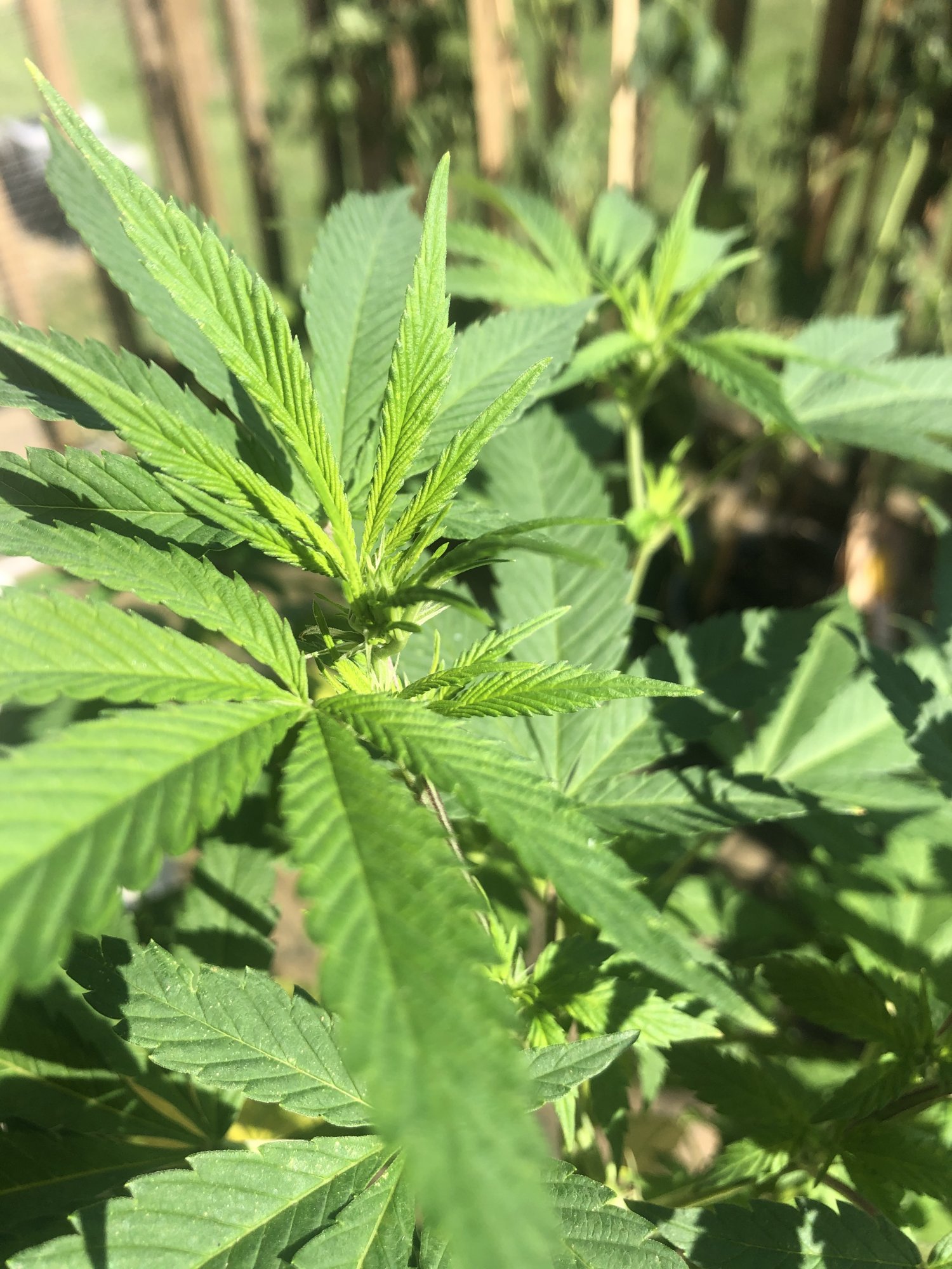 Yellowing leaves on my outdoor plant 4