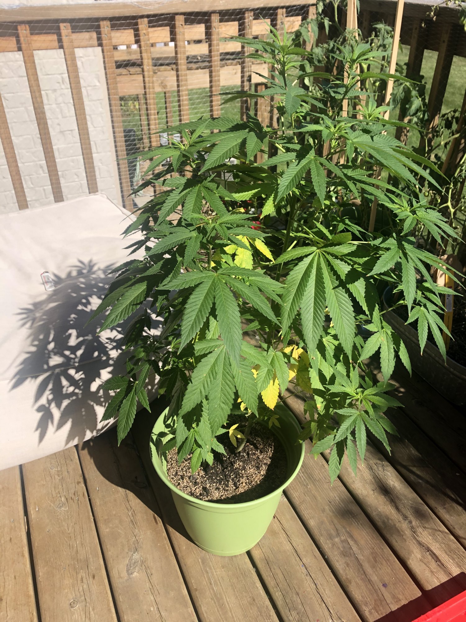 Yellowing leaves on my outdoor plant