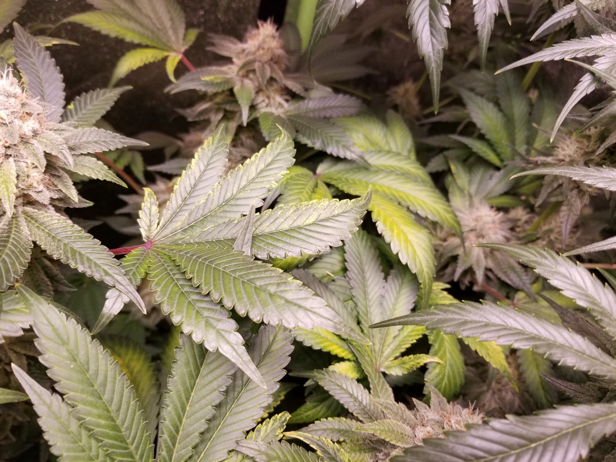 Yellowing leaves over night   nute problem or finishing off 2