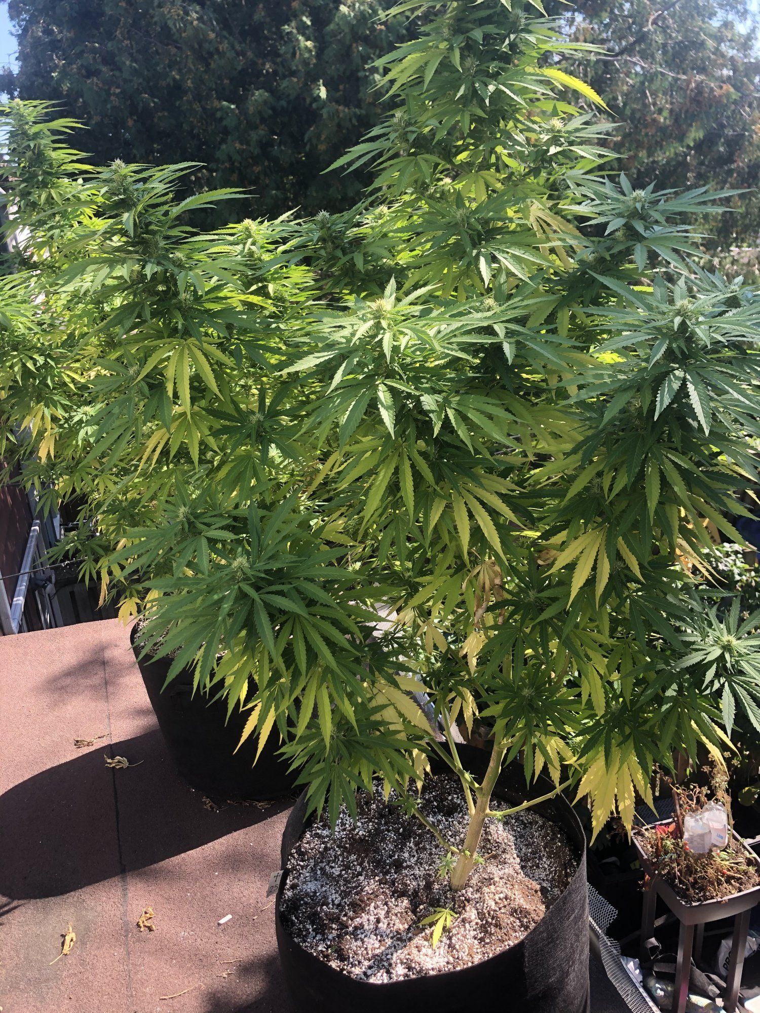 Yellowing leaves please help a newbie 3