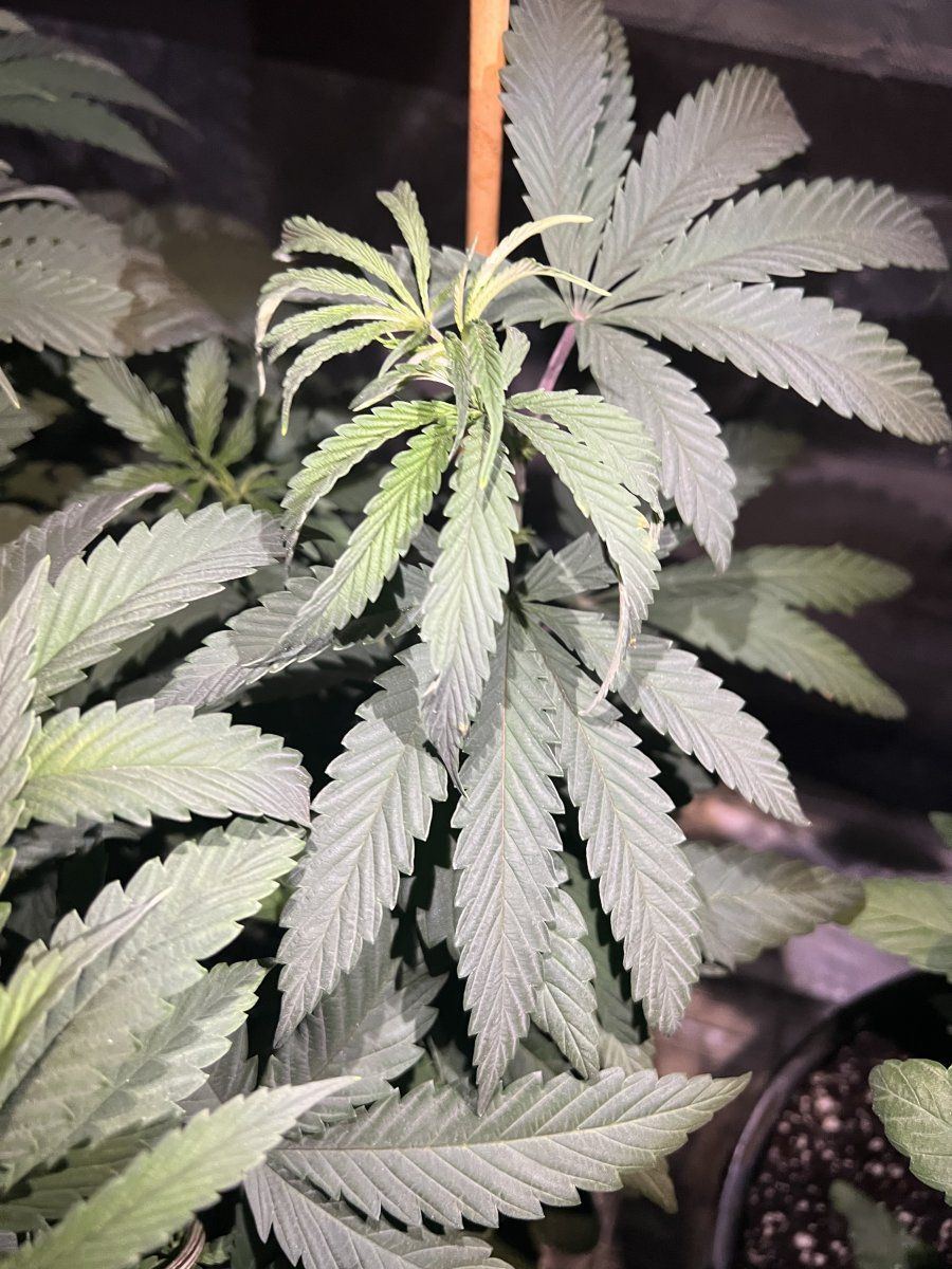 Yellowing leaves starting in center of leaf only one plant top of plant 3