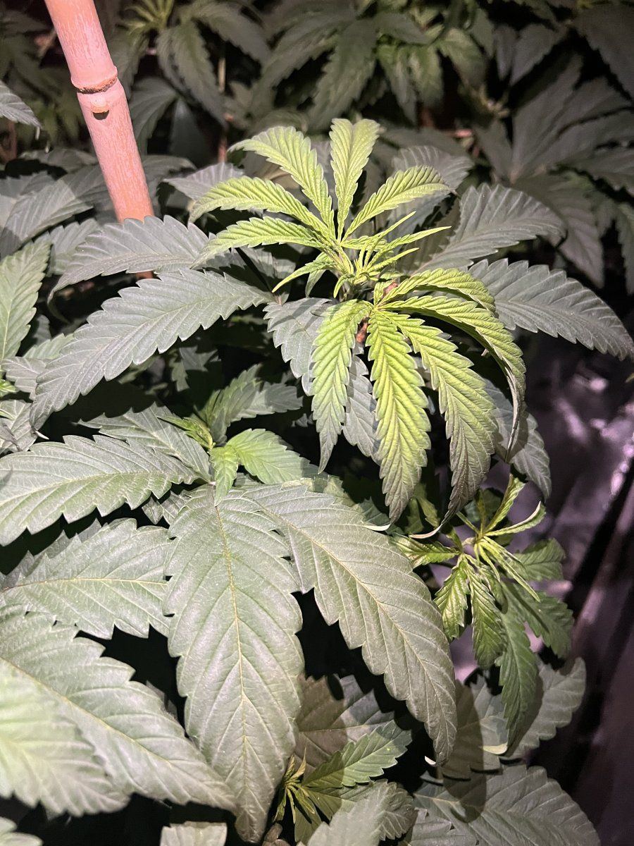 Yellowing leaves starting in center of leaf only one plant top of plant