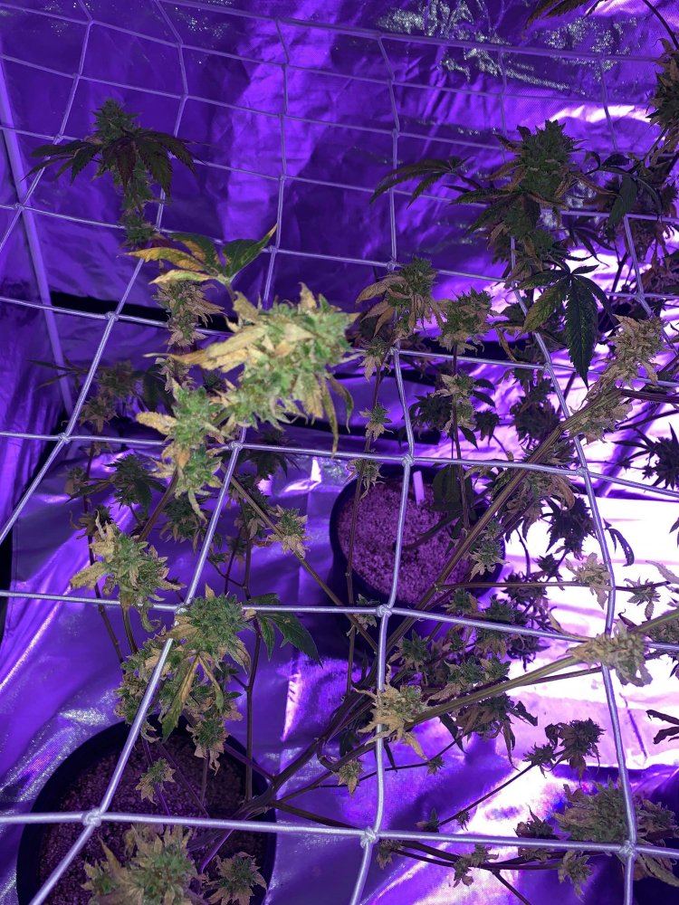 Yellowing leaves towards mid flowering and harvest 2