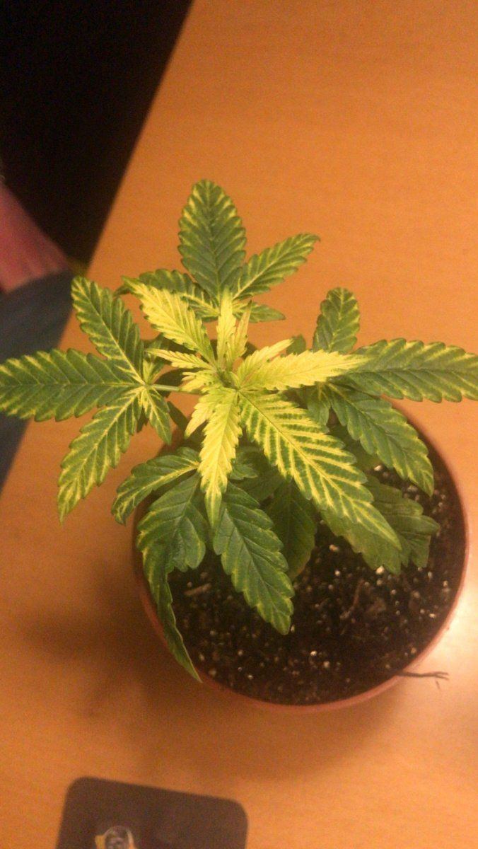 Yellowing leaves what can it be 2