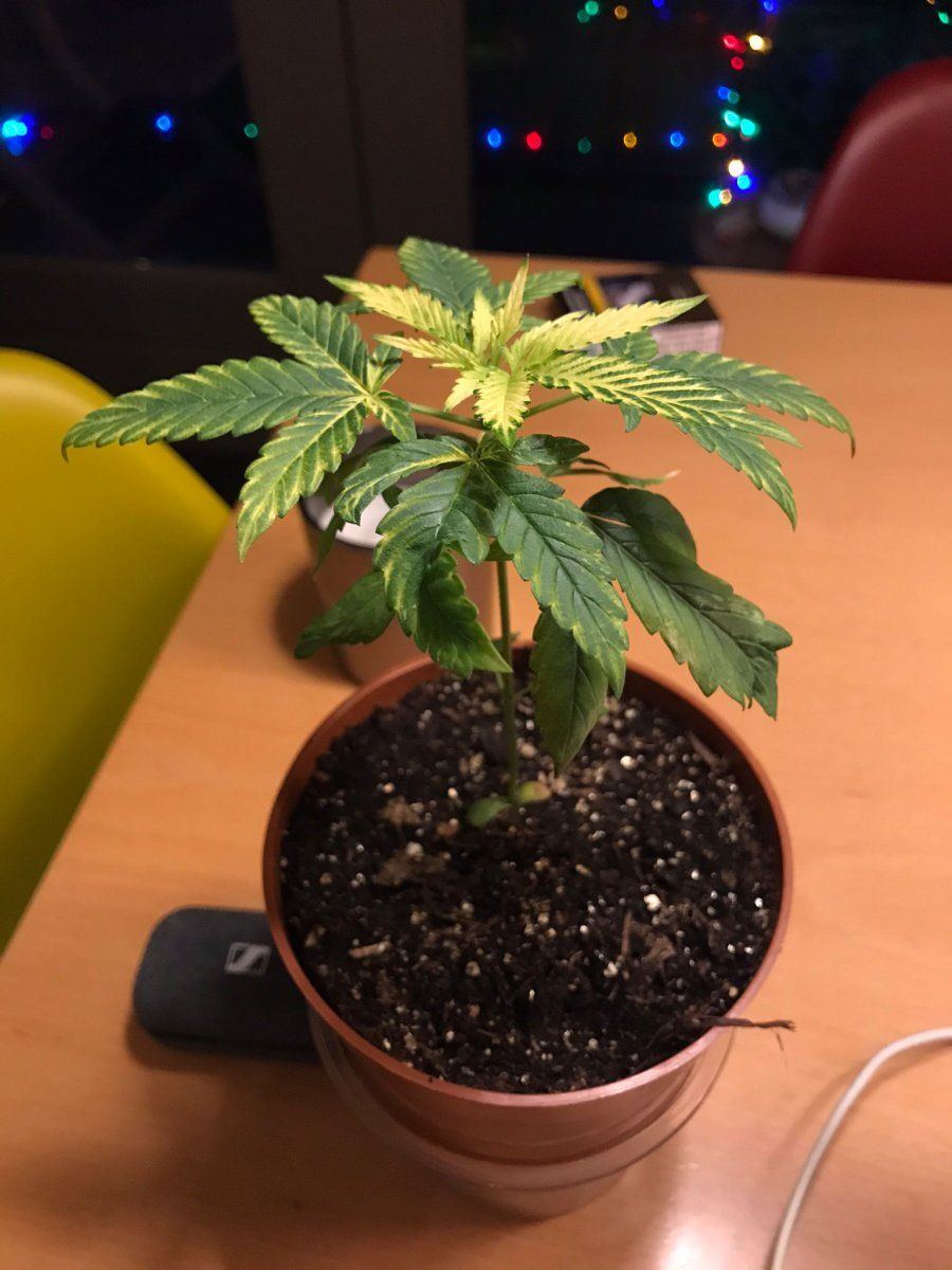 Yellowing leaves what can it be