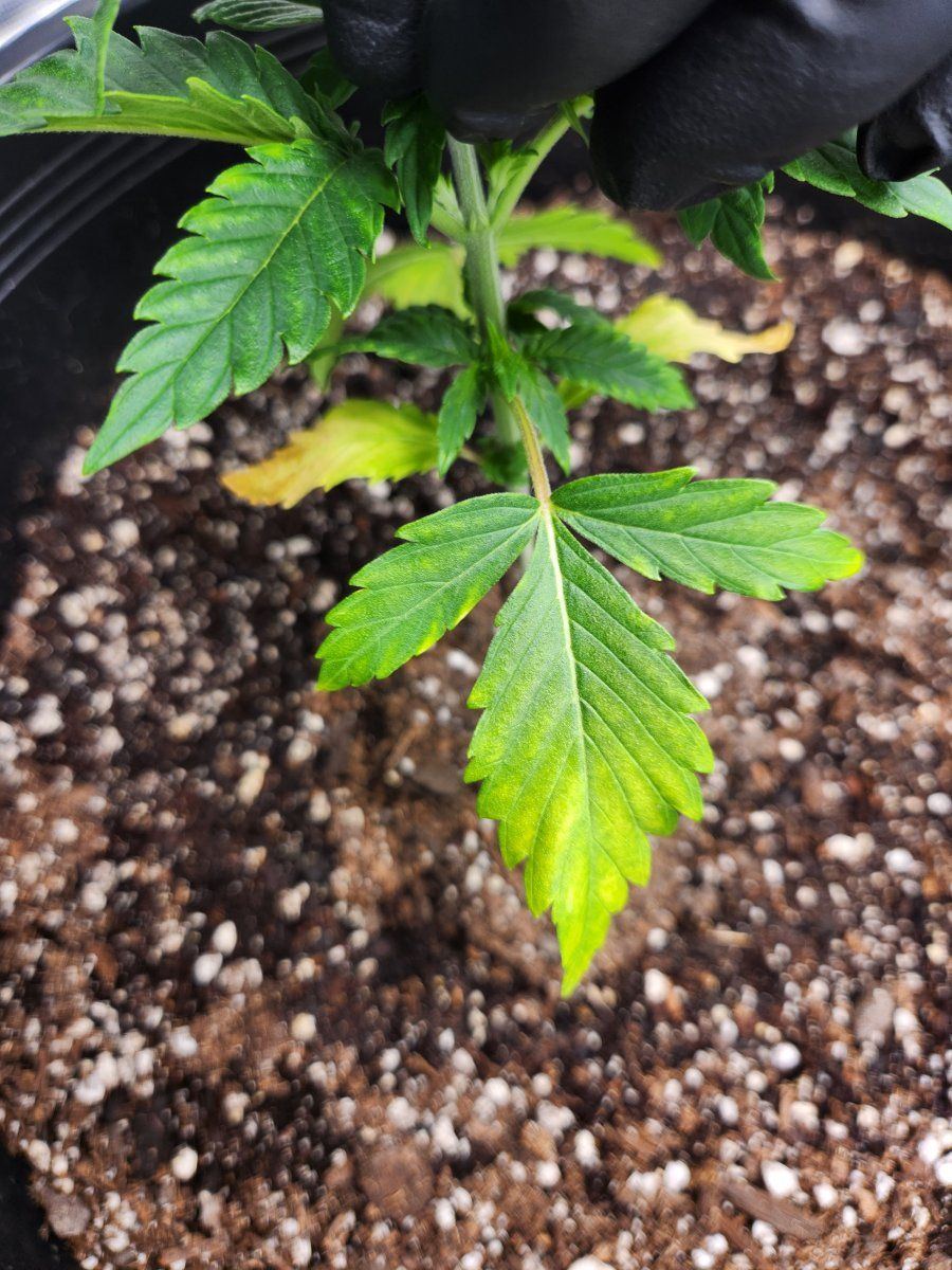 Yellowing my leaves is it a low ph maybe nitrogen deficiency first time growung using ffof 2