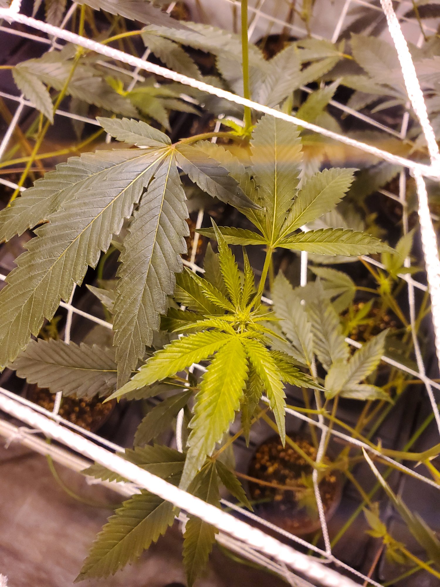 Yellowing of top bud sites 2