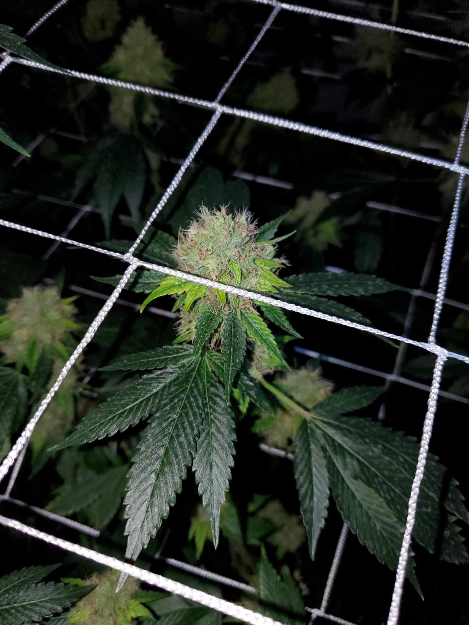 Yellowing of top bud sites 4