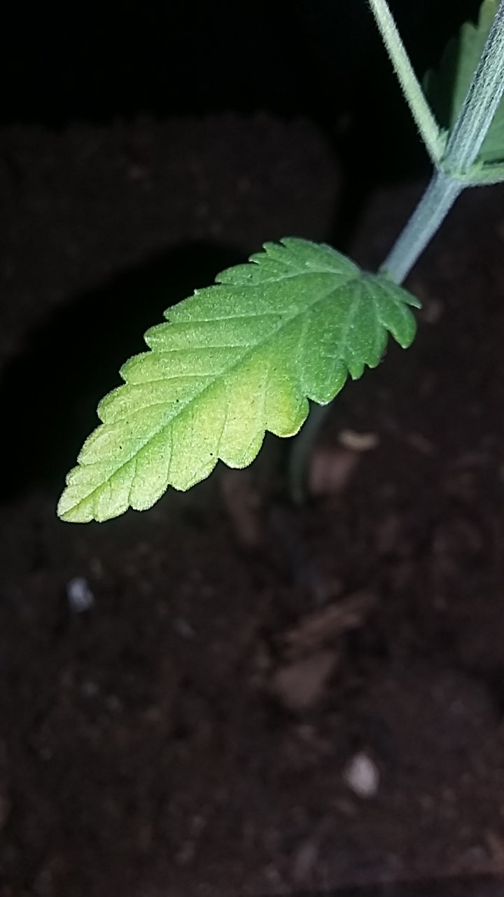 yellowing of first leaf opposite side