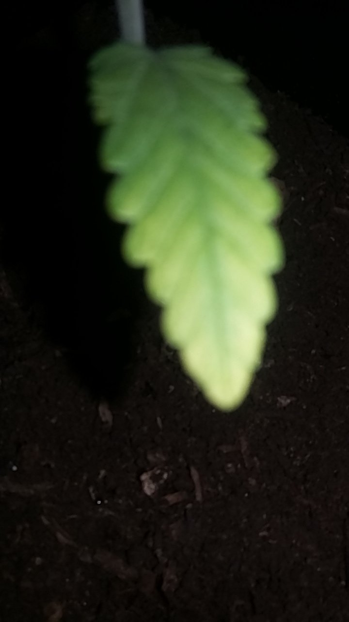 yellowing of first leaf