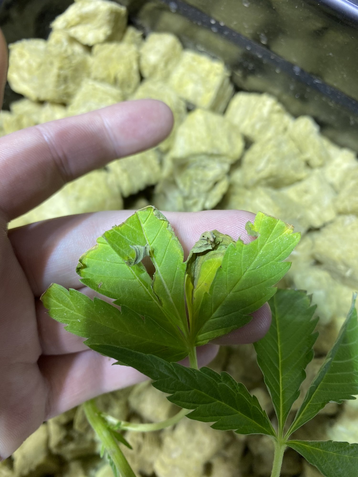 Yellowing on leaves possible overwatering 3