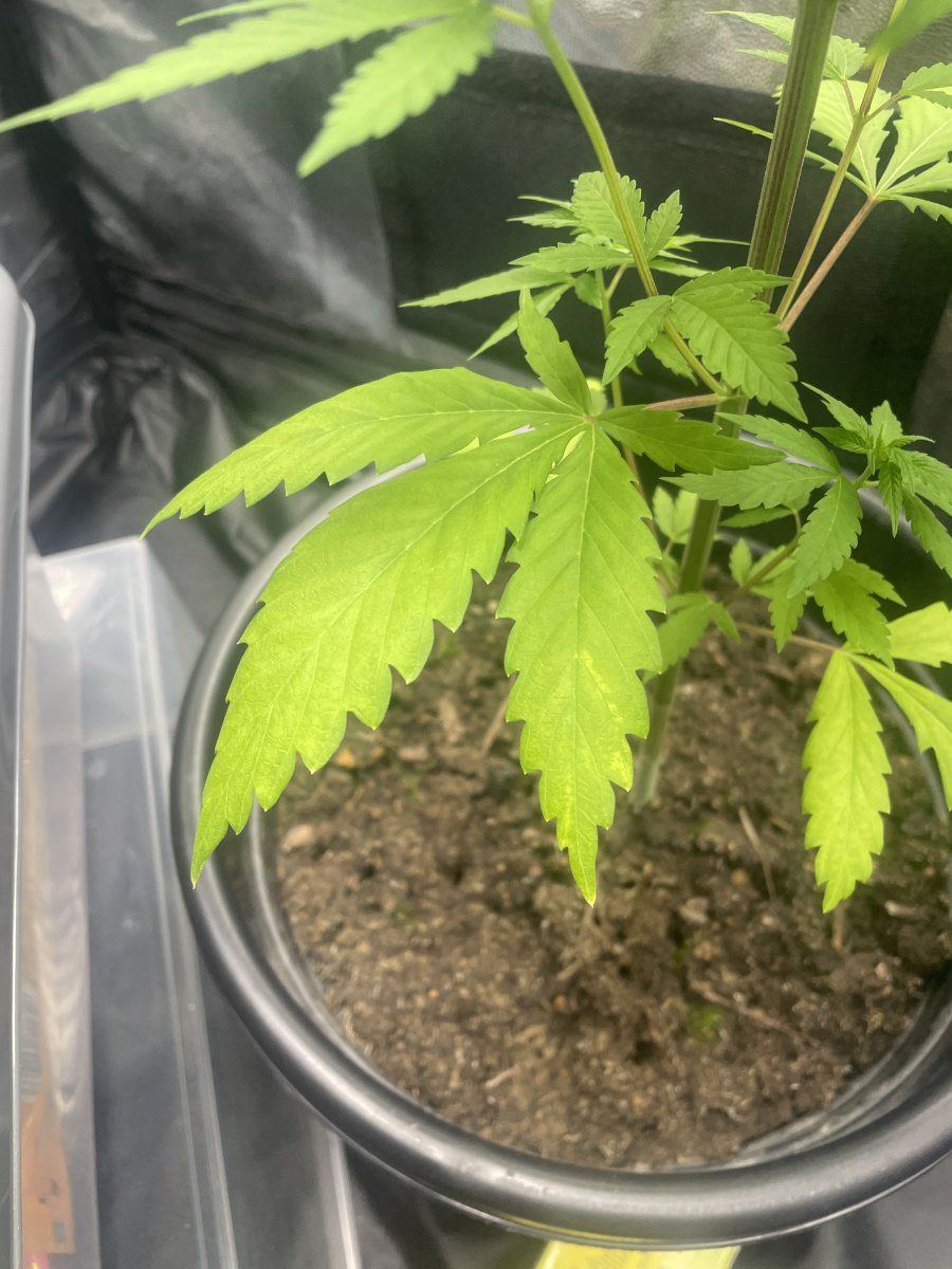 Yellowing on the bottom leaves
