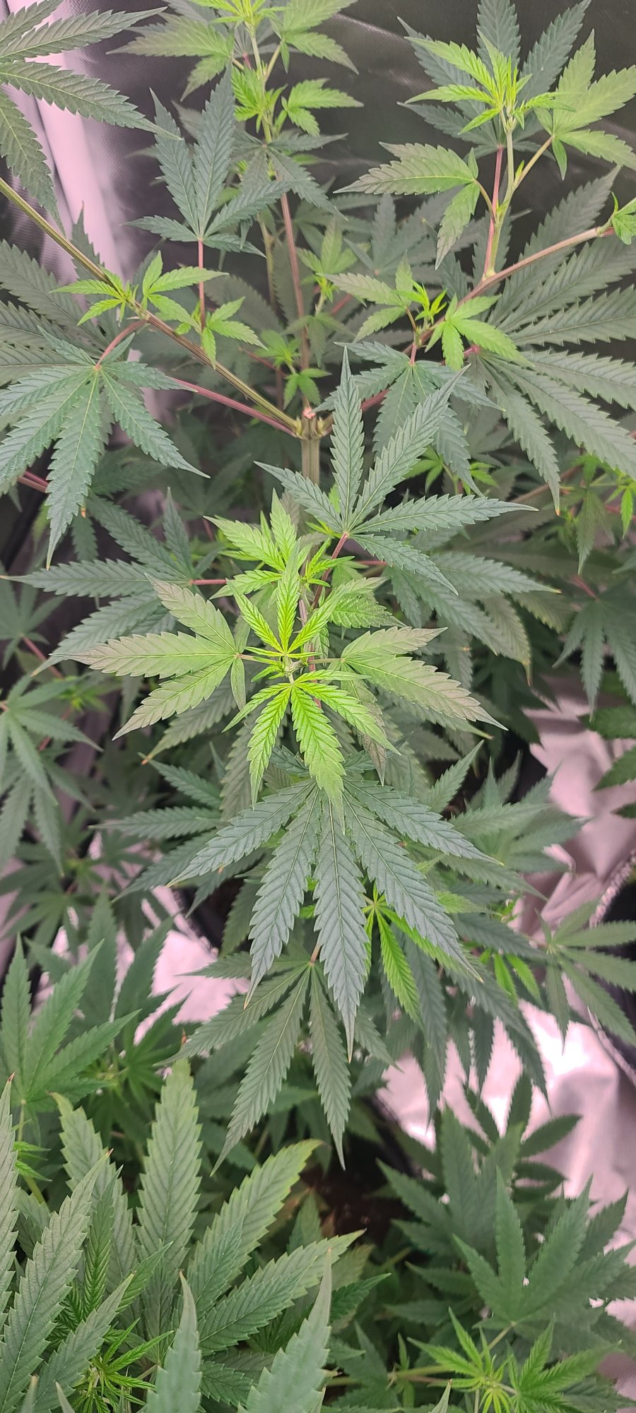 Yellowing spreading from inside outward and on tips 3