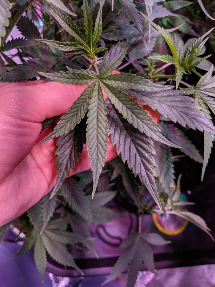 Yellowing tips of leaves