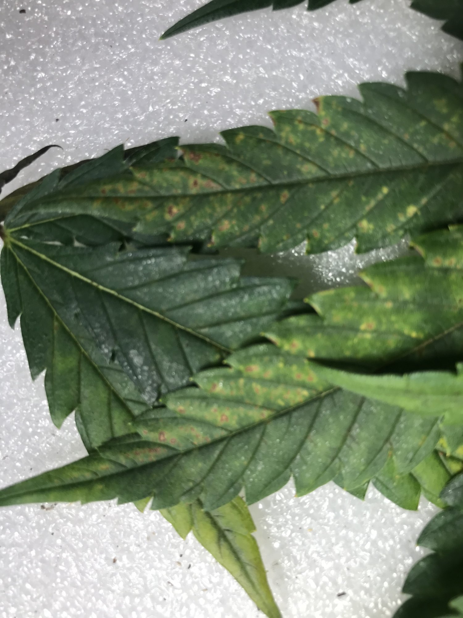Yellowing tips on lower leaves whats my likely problem 2
