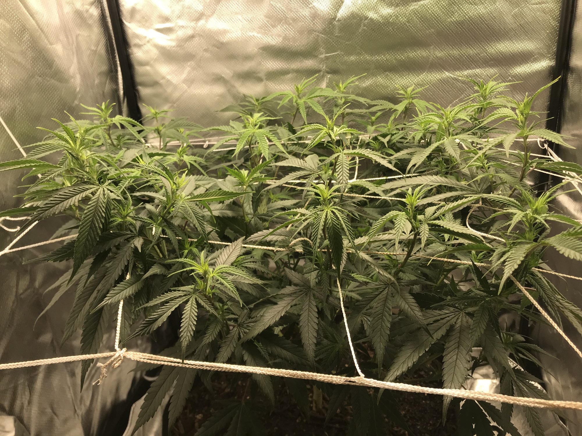 Yellowing tips on lower leaves whats my likely problem 3