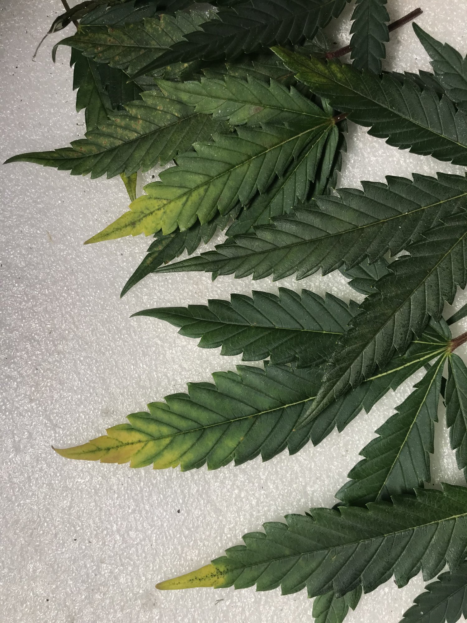 Yellowing tips on lower leaves whats my likely problem