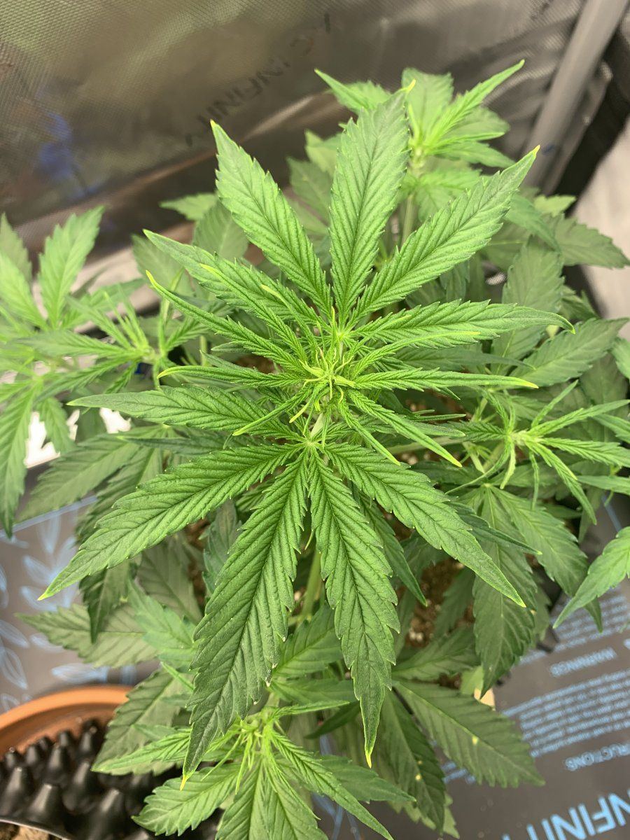Yellowing tips on top of plant with brown spots on lower leaves