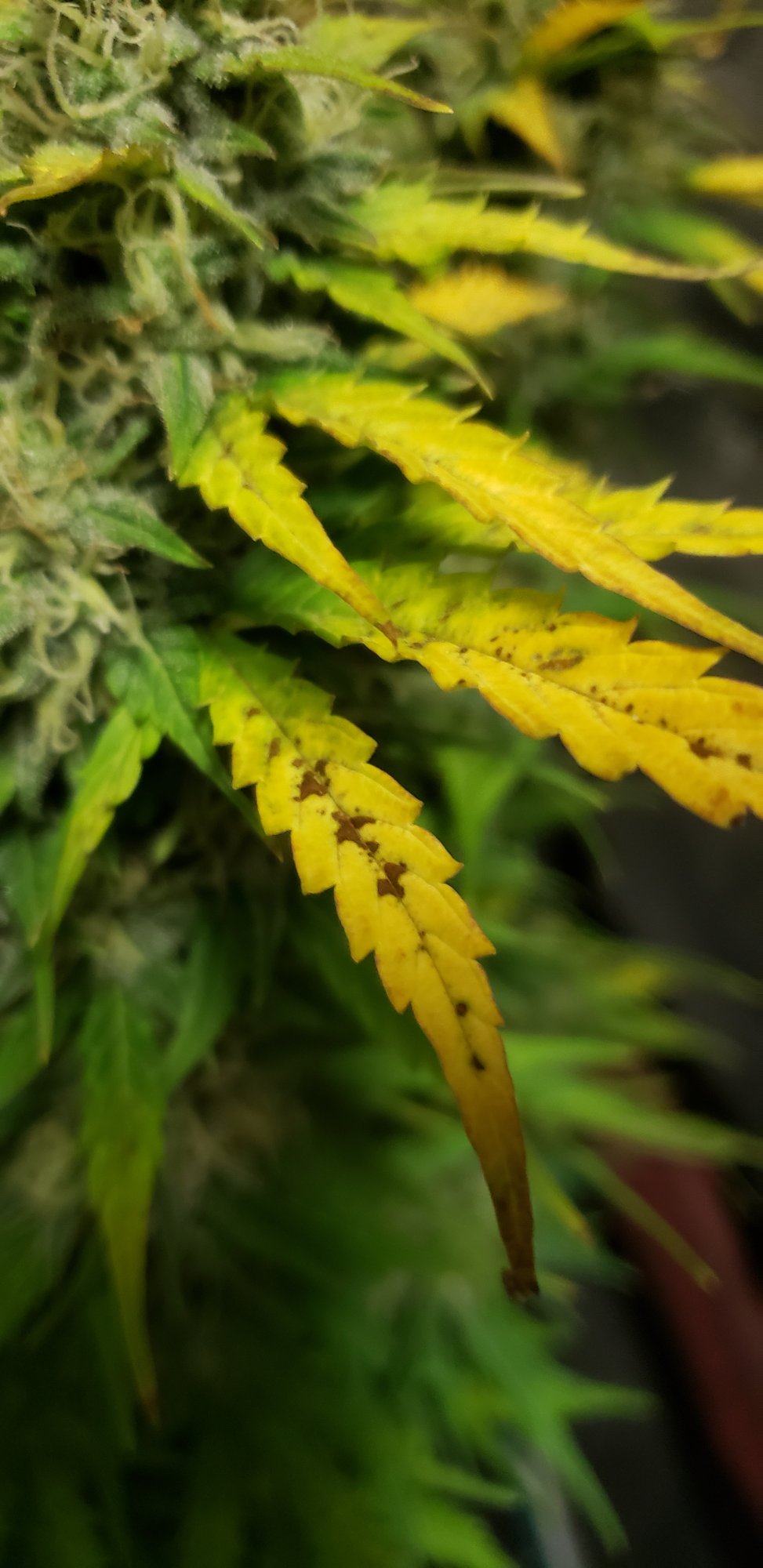 Yellowing upper leaves with dark spots 2