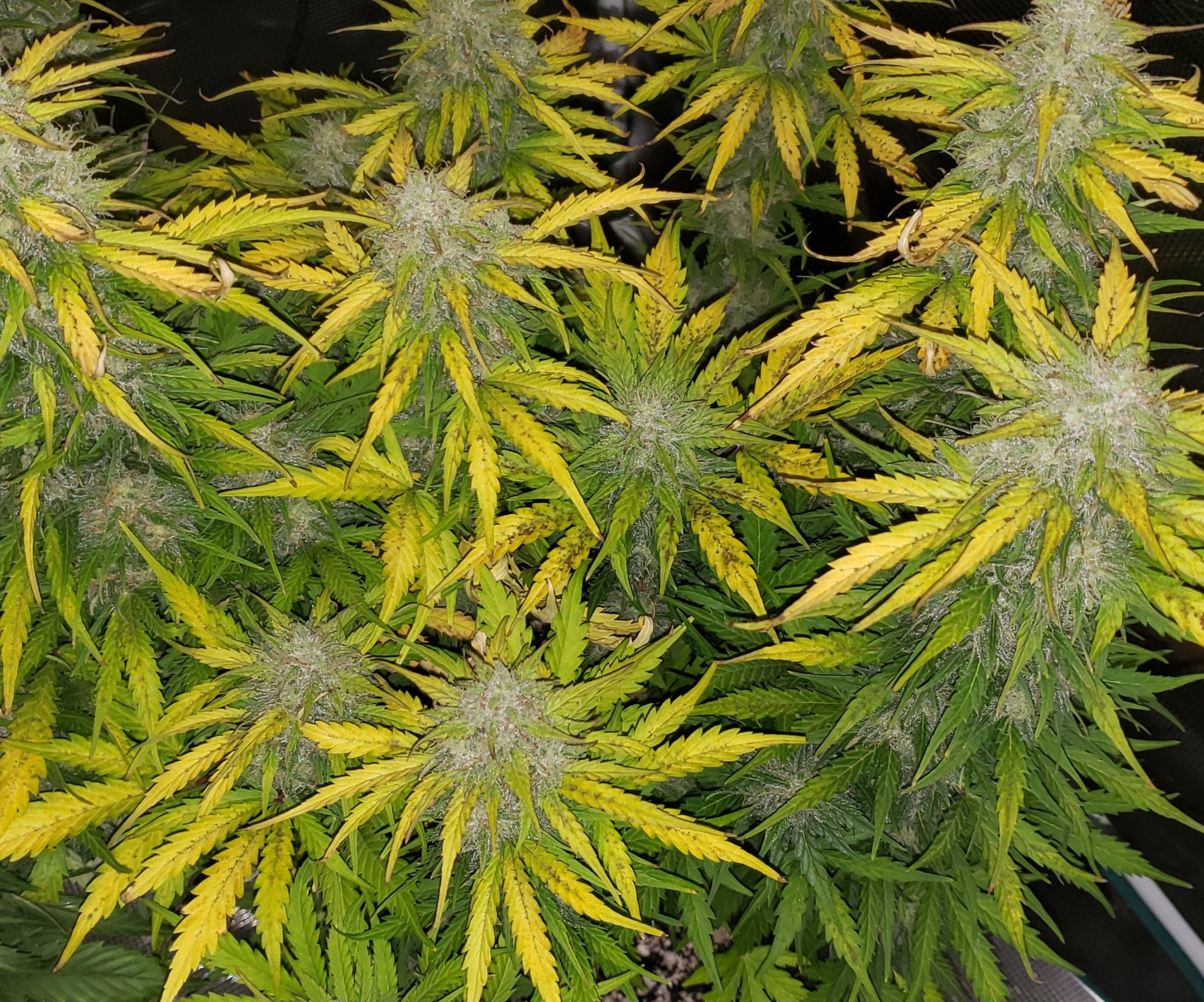 Yellowing upper leaves with dark spots