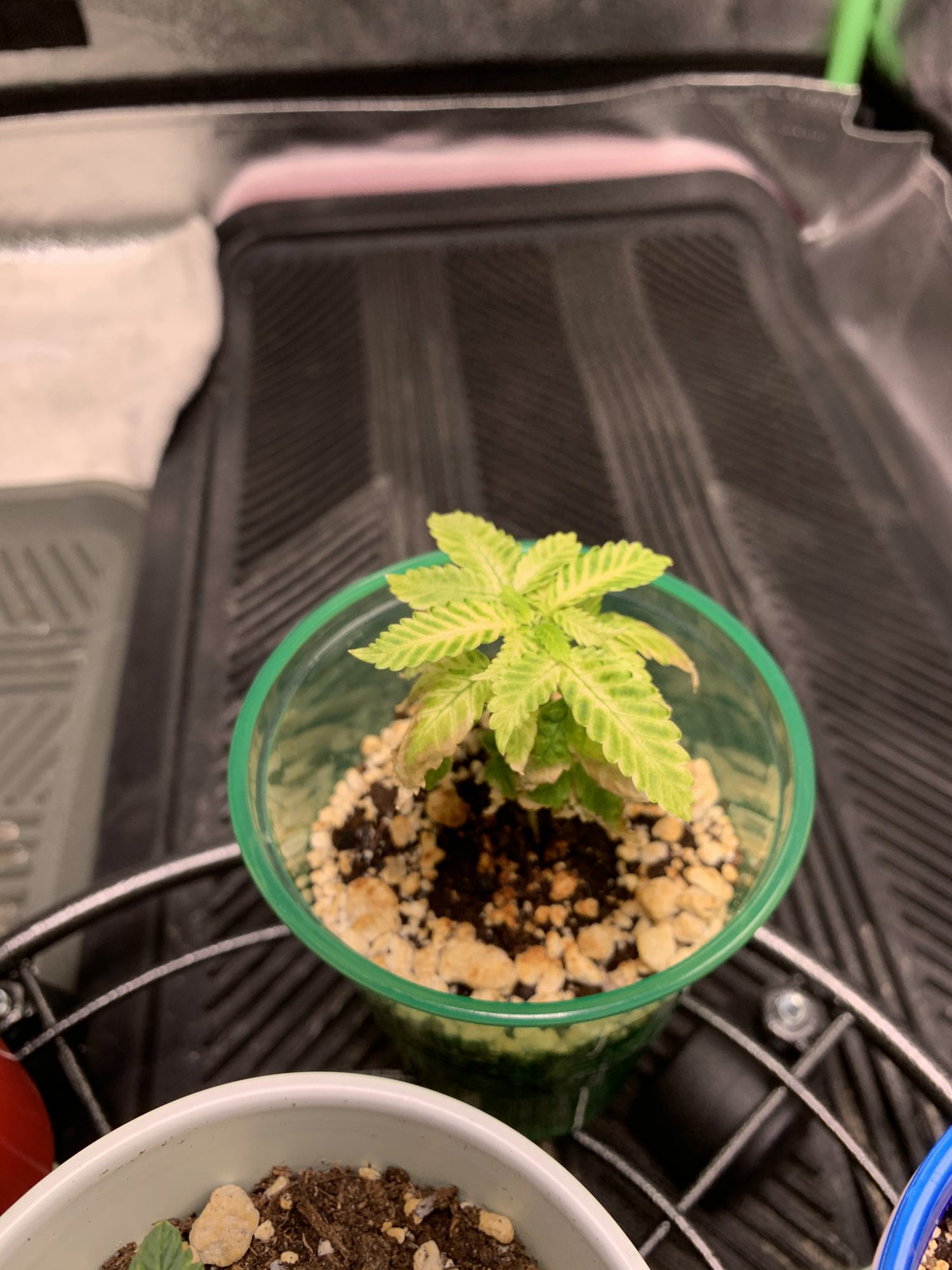 Yellowing veins and failing seedlings 2