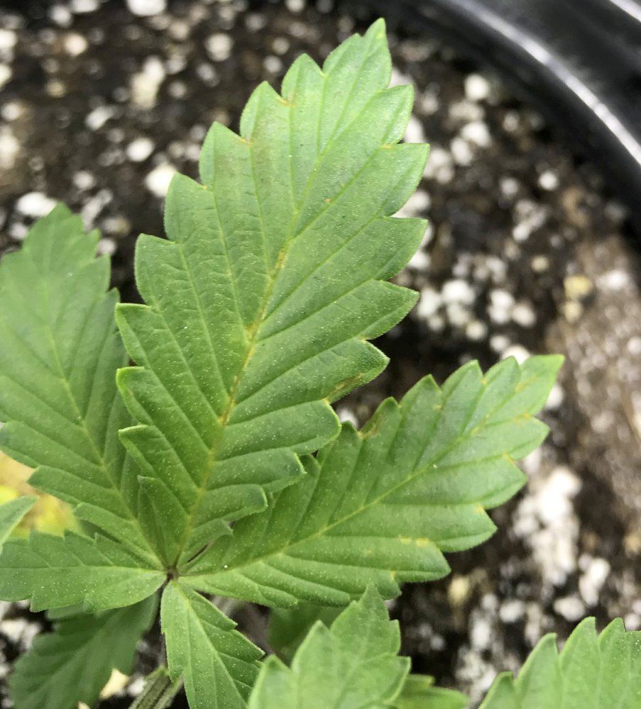 Yellowing veins and spots on older leaves 2