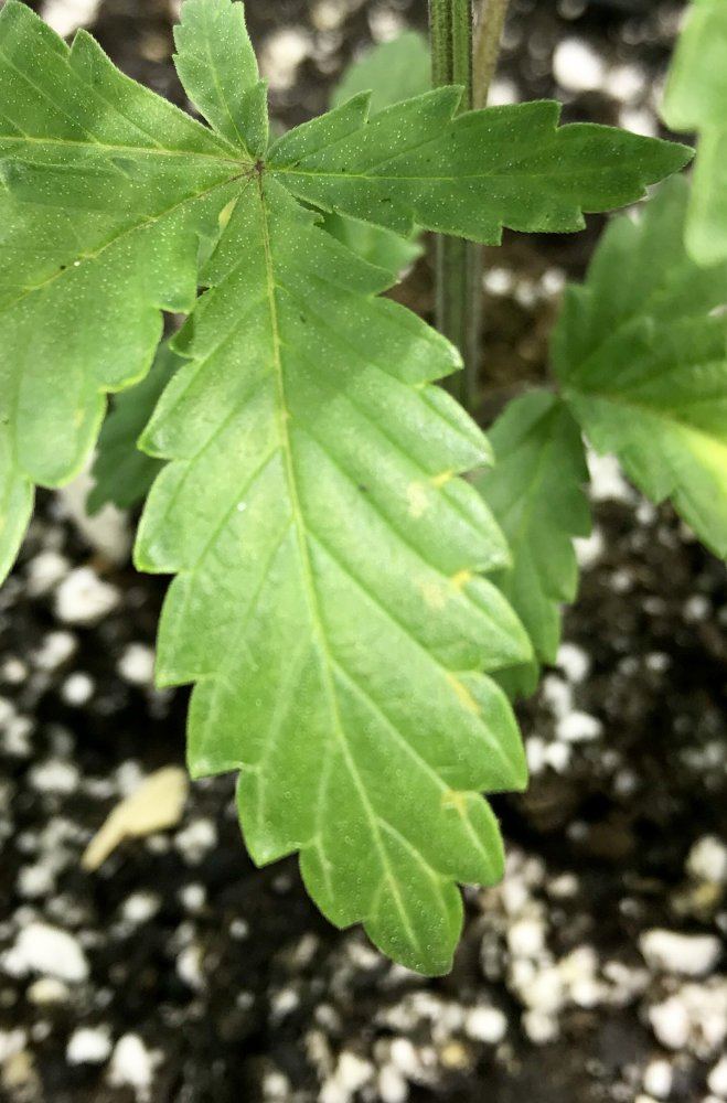 Yellowing veins and spots on older leaves 3