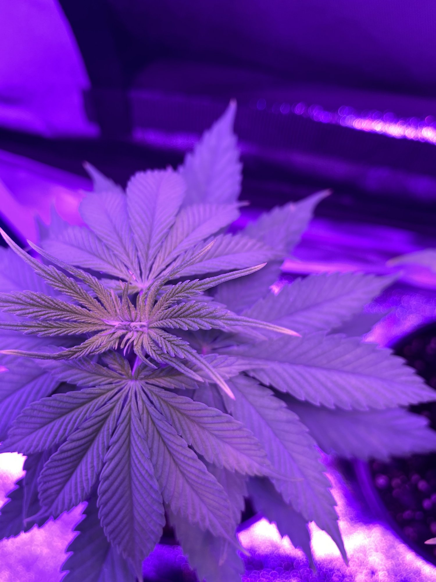 Yellowpurple tips on leaves and purple stems cant identify issue 3