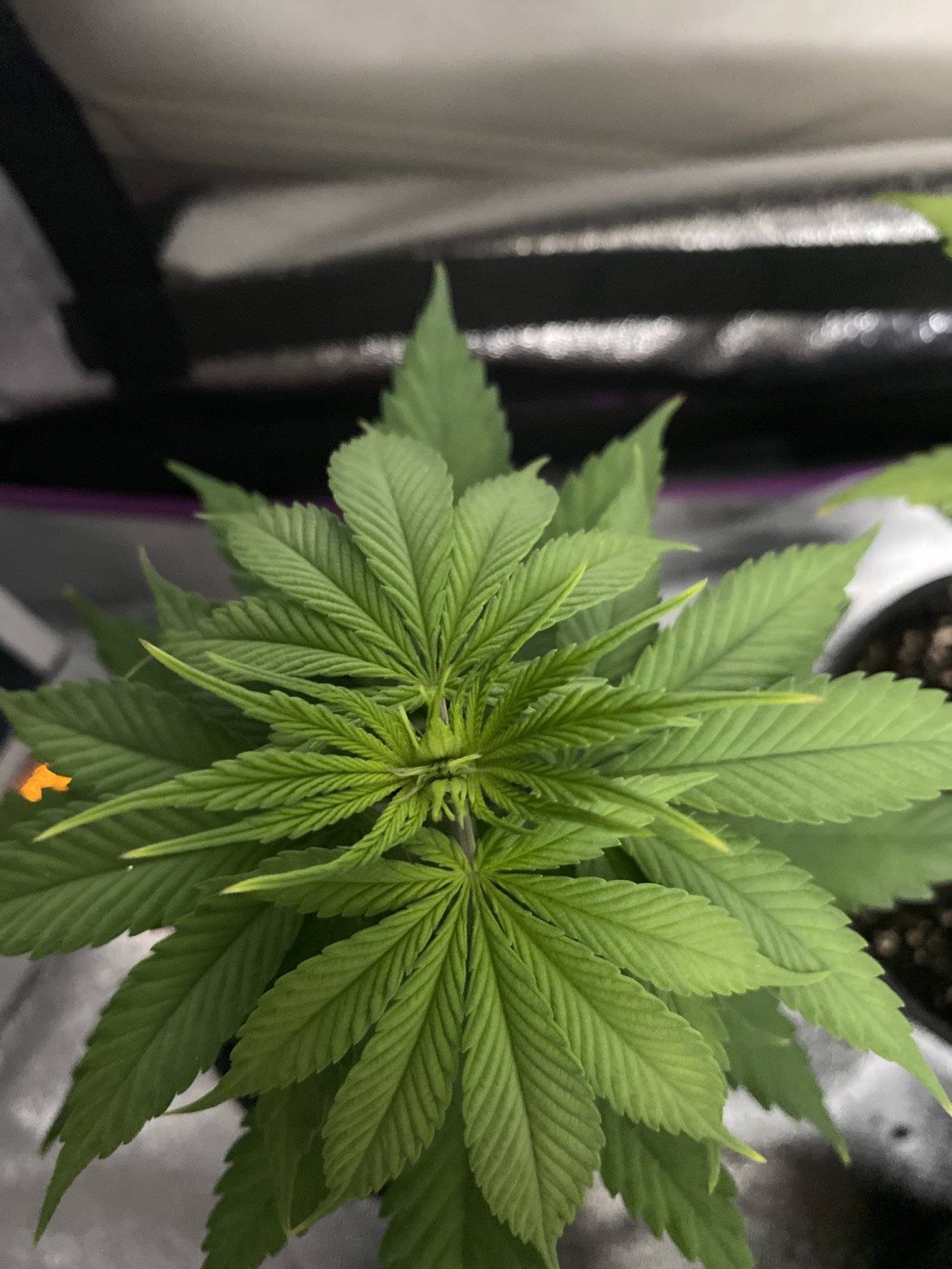 Yellowpurple tips on leaves and purple stems cant identify issue 4
