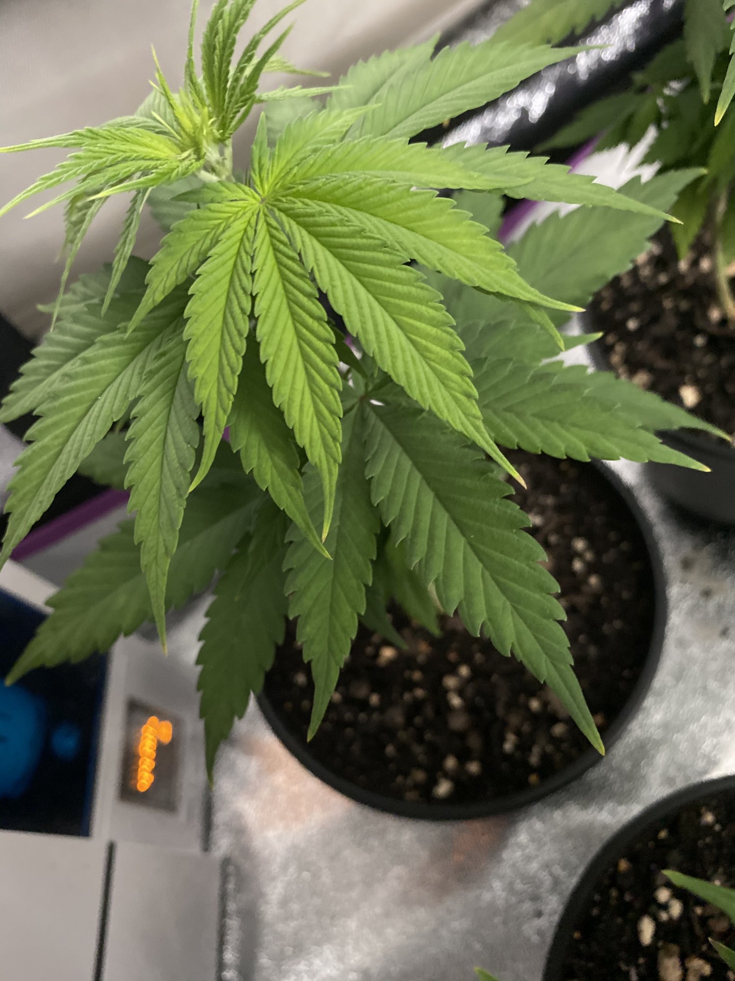 Yellowpurple tips on leaves and purple stems cant identify issue 5