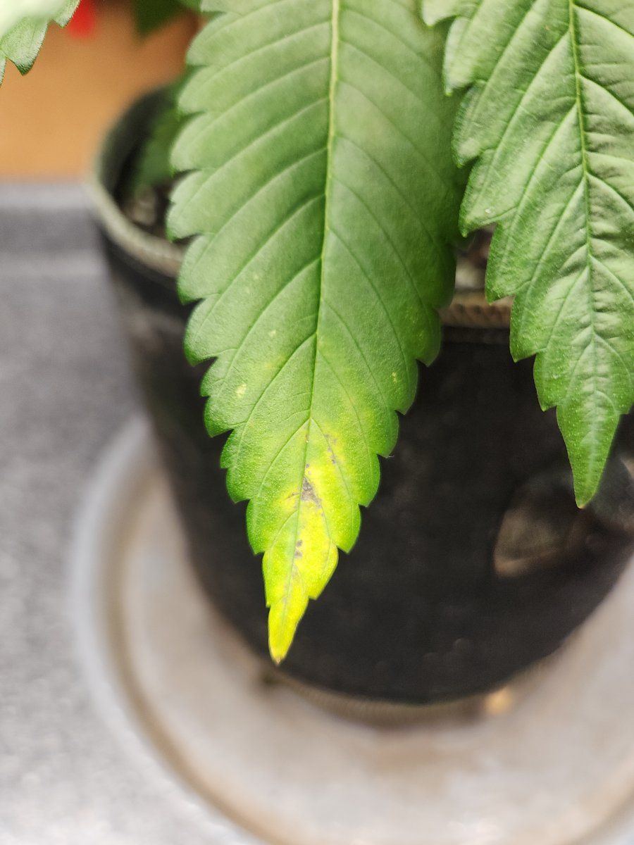 Yet another leaf problem id 3