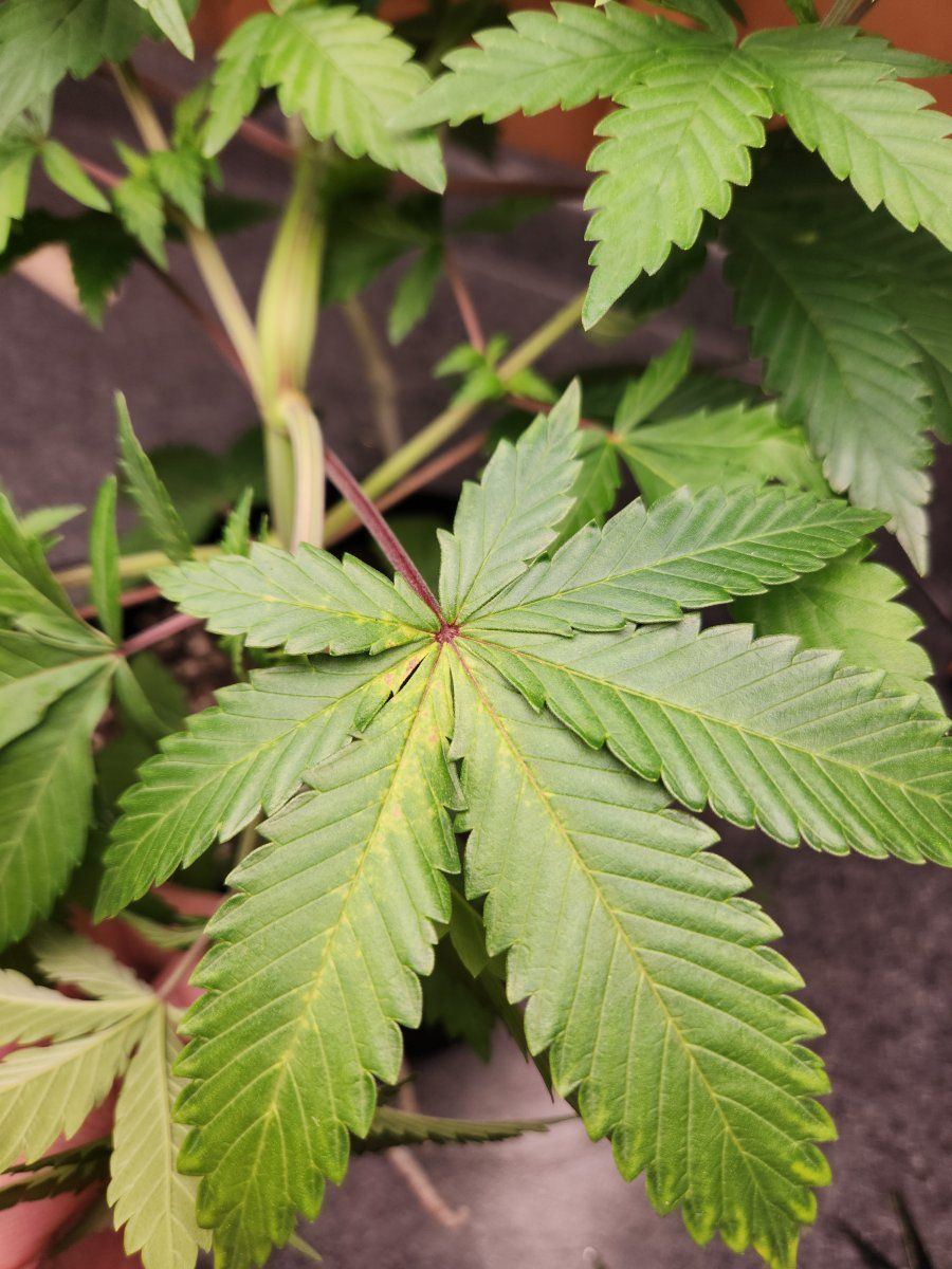 Yet another leaf problem id 4