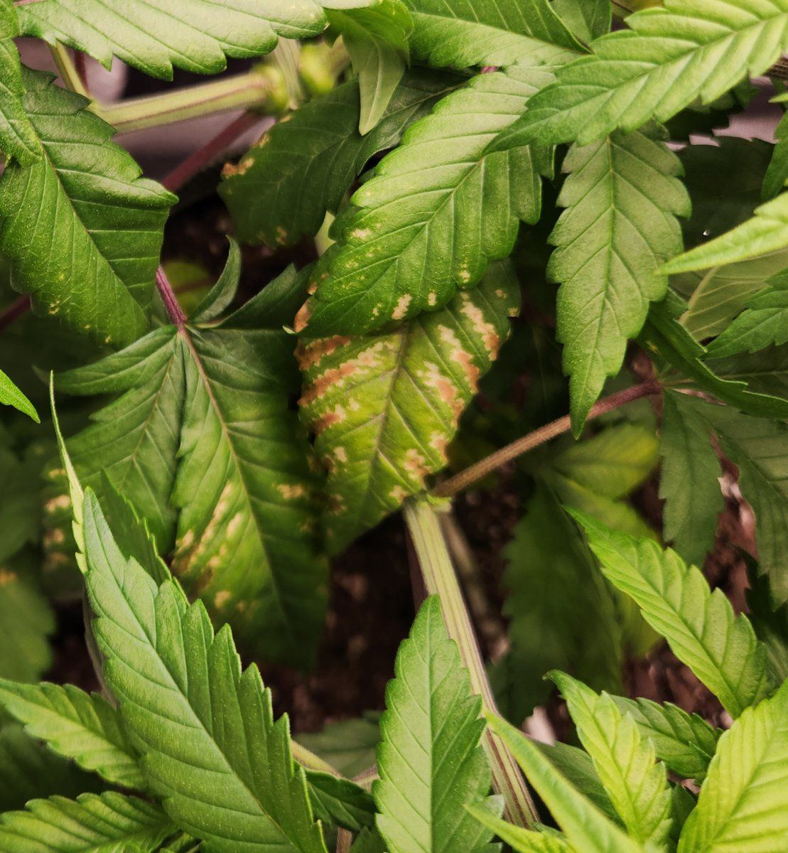 Yet another leaf problem id 5