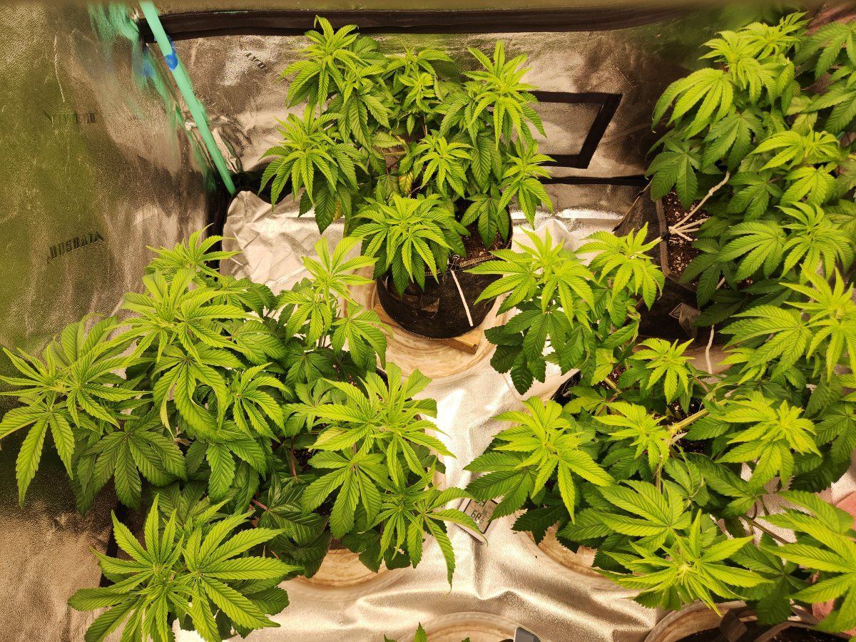Yet another leaf problem id 7
